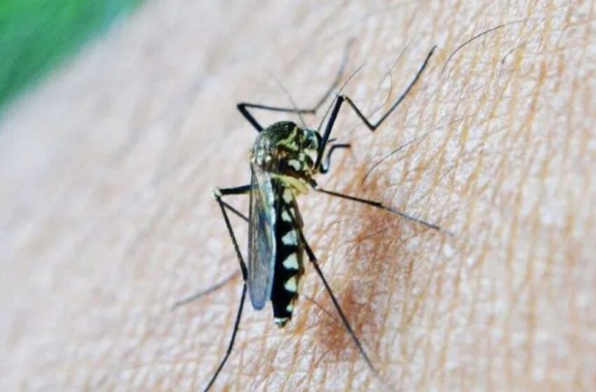 Diseñan plan para crear un suministro sostenible de vacunas contra la malaria