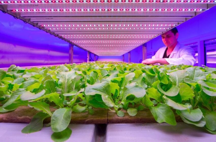 La importancia de la tecnología en la iluminación para la producción de hortalizas