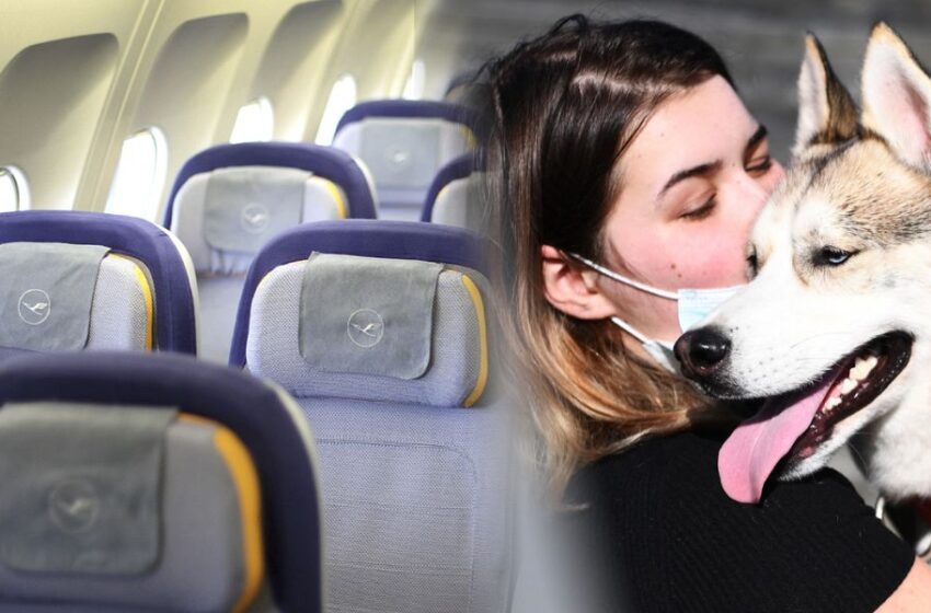 Guía Pet friendly 2023: Conoce todos los nuevos lugares a los que puedes ir con tu mascota