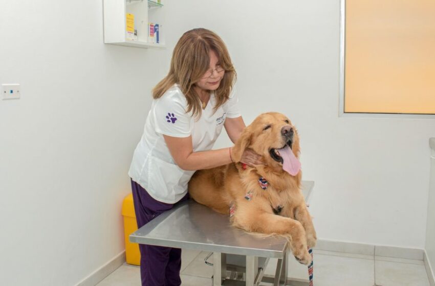  Sanación holística: Beneficios de la medicina energética en el bienestar integral de nuestras mascotas