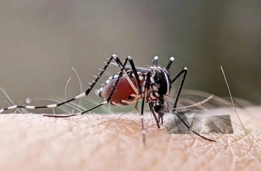  Dengue hemorrágico: ¿Por qué es tan preocupante en el Perú?