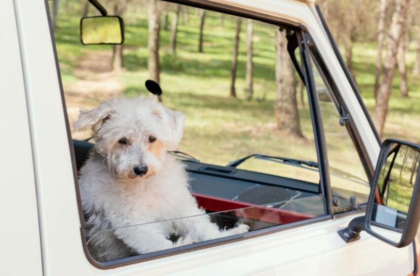  ¿Cuáles son las responsabilidades de las empresas de transporte en el traslado de mascotas?