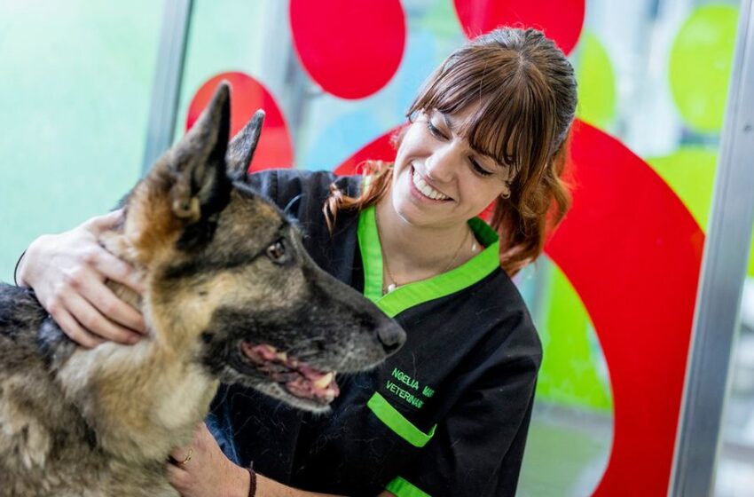  Día Mundial del Veterinario: cinco consejos para elegir al mejor especialista para tu mascota