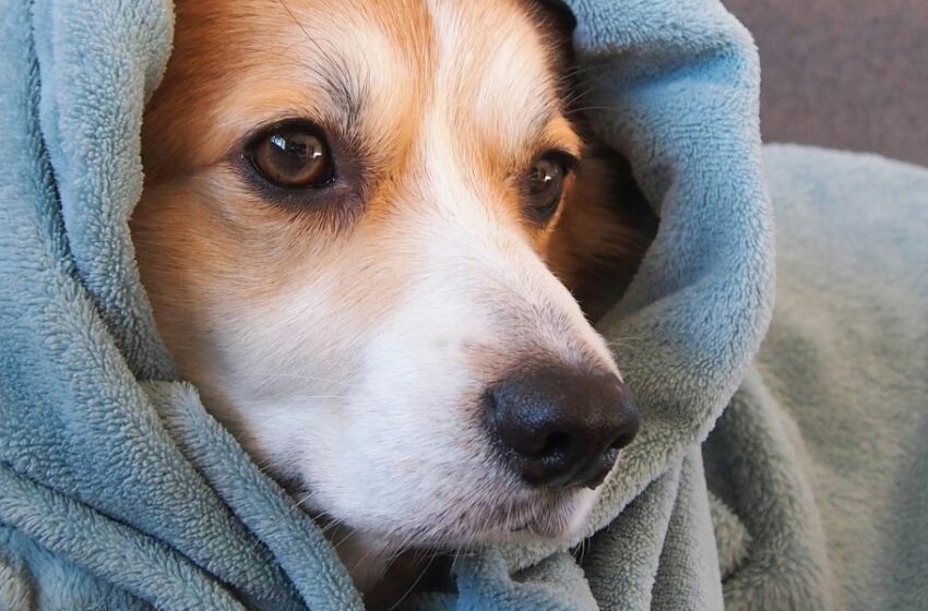Del calor al frío: Sigue estas recomendaciones para ayudar a tu mascota a adaptarse al cambio de estación