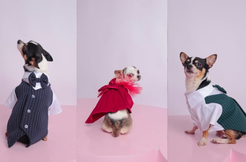 Perritos lucirán moda navideña en un desfile único en Lima