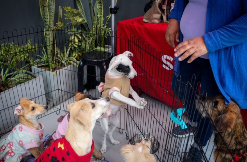 SuperPet lanza su 4ta Jornada Nacional de Adopciones