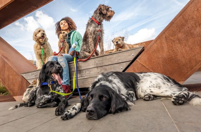 Día mundial del perro sin raza: Tenencia responsable y salud preventiva, claves para evitar el abandono de mascotas
