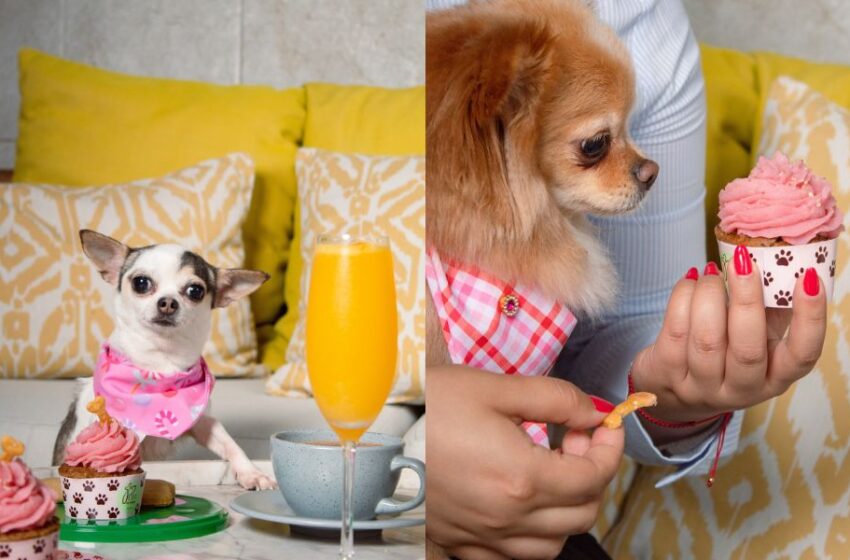 ¿Mamá de un hijo de cuatro patas? Conoce el tea time pet friendly que celebra tu día junto a tu mascota