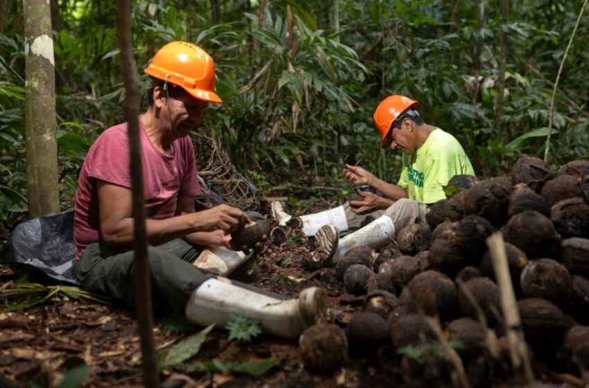 Madre de Dios: Apoyo psicosocial fortalece a castañeros y la protección de los bosques