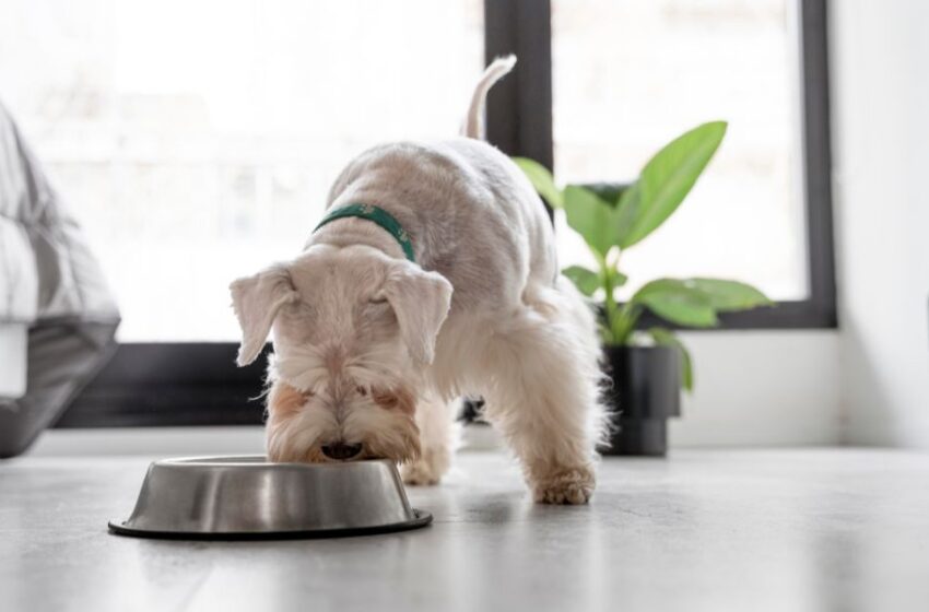 1 de cada 3 perros y 2 de cada 5 gatos sufre sobrepeso, expertos alertan sobre errores comunes en su alimentación