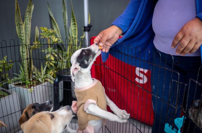 Descubre los 5 efectos secundarios de adoptar una mascota