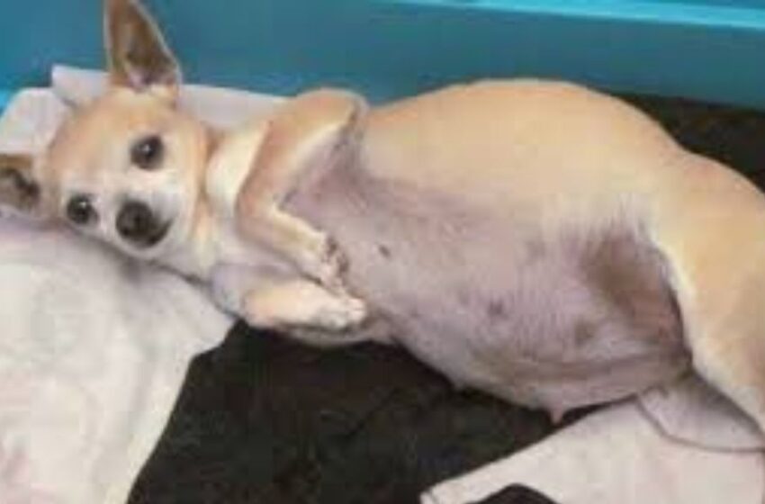 Gestación canina: una nutrición adecuada hoy, cachorros sanos mañana