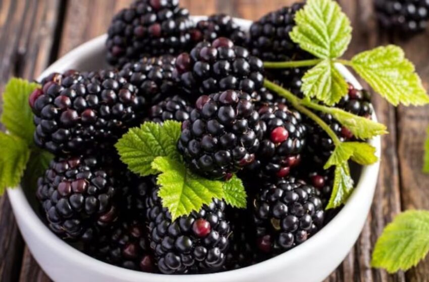  Moras: pequeñas frutas, grandes beneficios para la salud