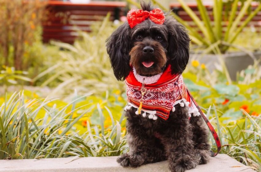 Sin raza, pero con todo el corazón: Celebra al perro mestizo este 28 de mayo