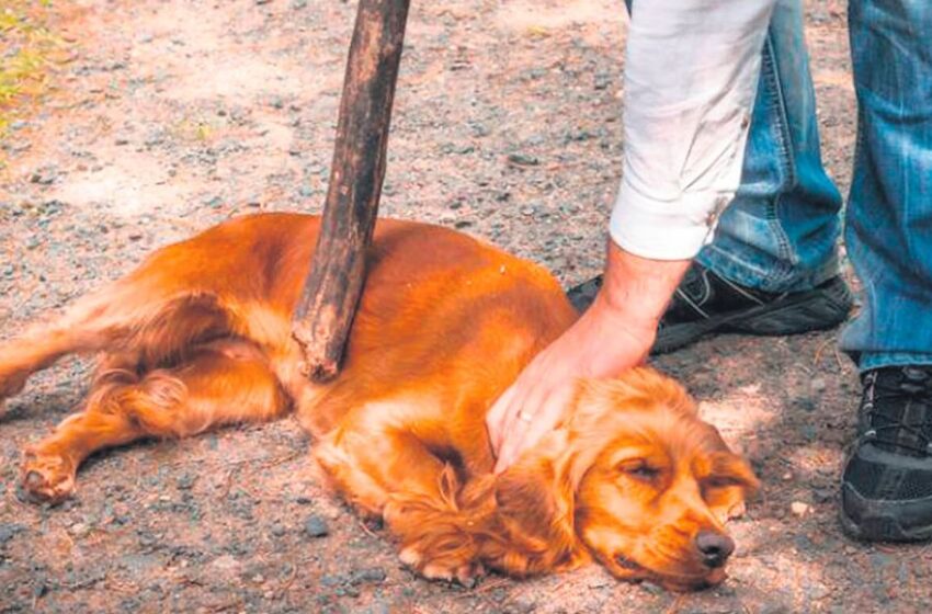 Crueldad sin pausa: maltrato animal sigue en aumento en el Perú