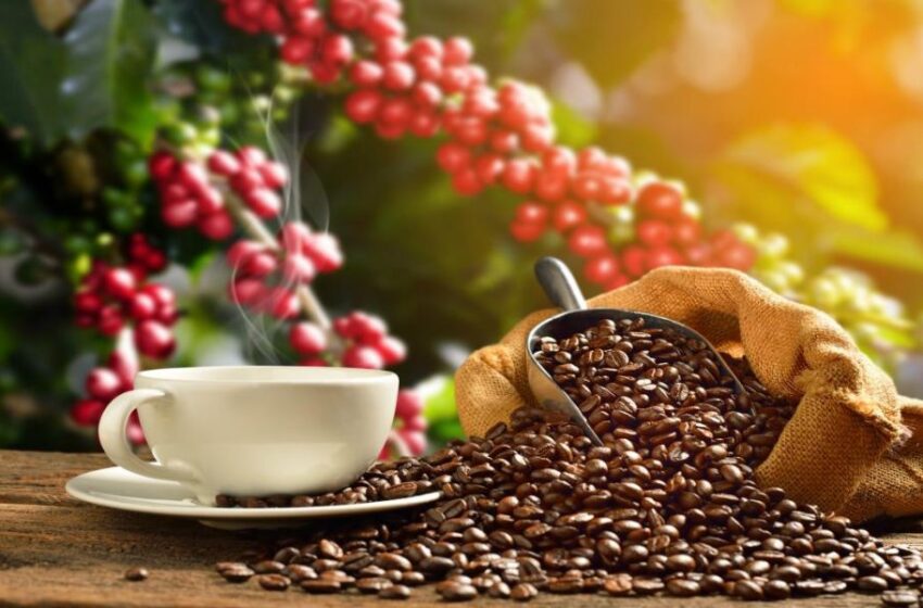 Café con ciencia: ¿milagro saludable o placer con advertencia?