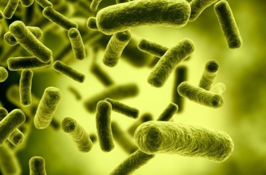 Las bacterias también matan para comer: revelan su estrategia secreta