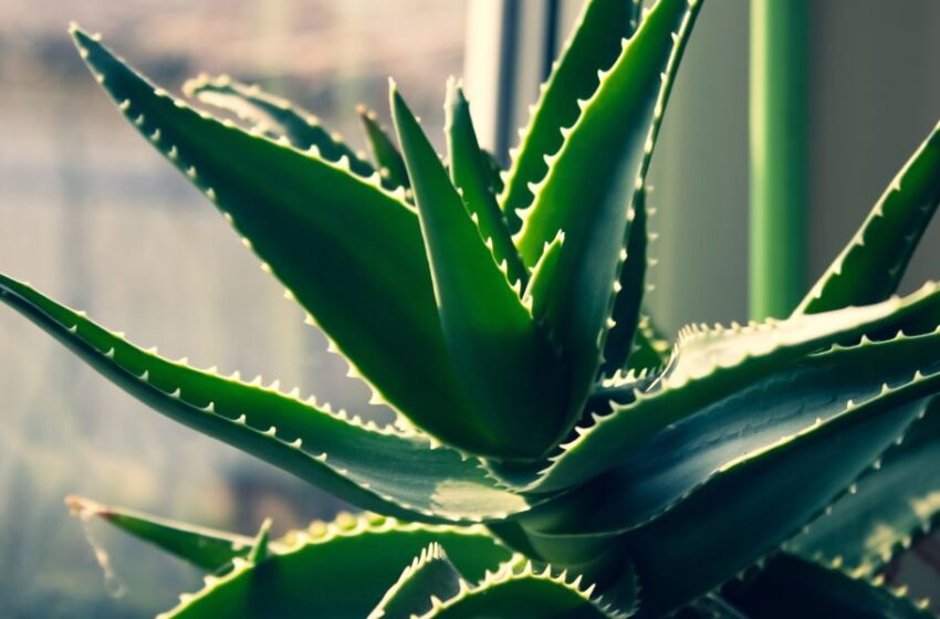 Sábila: La planta milagrosa que deberías tener en casa
